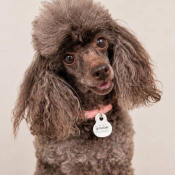 Bobbi -  Poodle Dog for Adoption in Lee