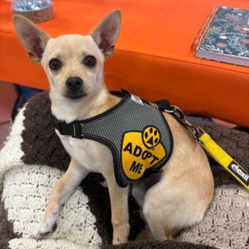 Chihuahua Dogs Available for Adoption in Spokane, Washington - Diva | PetCurious