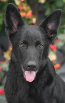 German Shepherd Dog Dogs Available for Adoption in Los Angeles, California - Houston Von Herten | PetCurious