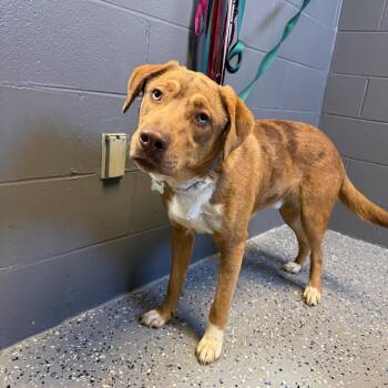 Catahoula Leopard Dog and Hound Dogs Available for Adoption in Tuscaloosa, Alabama - Chungus | PetCurious