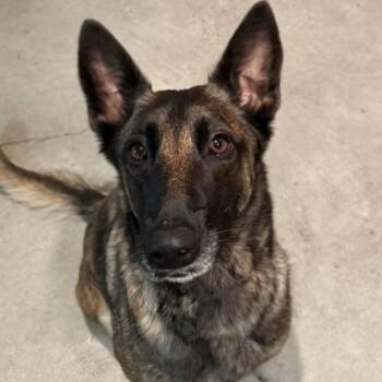 Zoey -  Belgian Shepherd Malinois Dog for Adoption in Whittier, California - Zoey | PetCurious