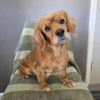 Rescue Cocker Spaniel Dogs for Adoption in Jackson, Missouri - Myrtle | PetCurious