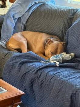 Mixed Breed Dogs Available for Adoption - Finito | PetCurious