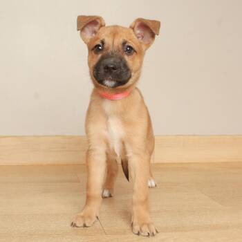 Gala D71158 -  Pit Bull Terrier and Shepherd Dog for Adoption in Minnetonka, Minnesota - Gala D71158 | PetCurious