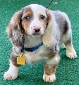 Dachshund Dogs Available for Adoption in Malvern, Pennsylvania - Pop | PetCurious