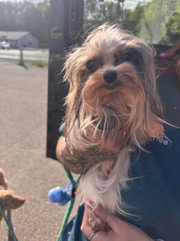 Dan -  Yorkshire Terrier Dog for Adoption in Port Jervis, New York - Dan | PetCurious