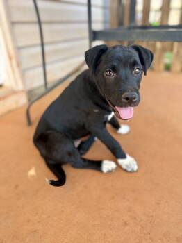 Rescue Terrier Dogs for Adoption in Greenville, South Carolina - Anastasia | PetCurious