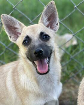 Harrison -  Terrier and Chihuahua Dog for Adoption in Frisco, Texas - Harrison | PetCurious