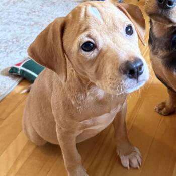 Sunni -  Chihuahua and Terrier Dog for Adoption in Minneapolis, Minnesota - Sunni | PetCurious