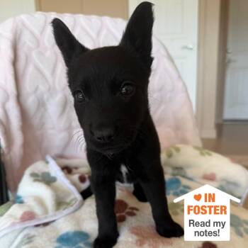 Labrador Retriever Dogs Available for Adoption in Kanab, Utah - Tron | PetCurious