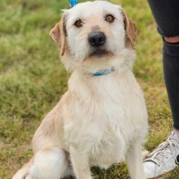 Terrier Dogs Available for Adoption in Myrtle Beach, South Carolina - Bruce | PetCurious