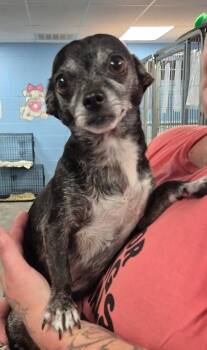 Sophy -  Chihuahua Dog for Adoption in Morristown, Tennessee - Sophy | PetCurious