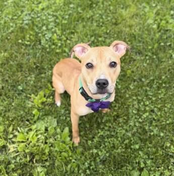 Lucy -  Mixed Breed Dog for Adoption in Toledo, Ohio - Lucy | PetCurious