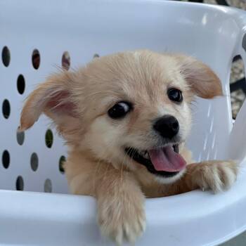 SAM -  Chihuahua and Pomeranian Dog for Adoption - SAM | PetCurious