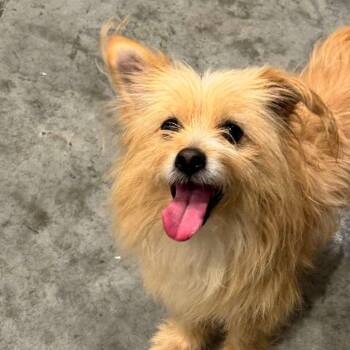 Frites -  Cairn Terrier and Mixed Breed Dog for Adoption in Chicago, Illinois - Frites | PetCurious