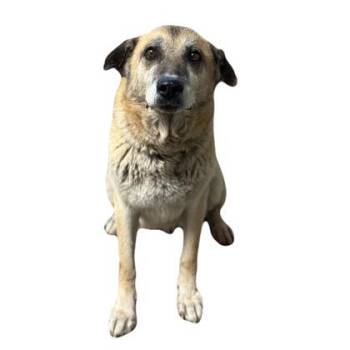 Maxine -  German Shepherd Dog Dog for Adoption in Red Bluff, California - Maxine | PetCurious