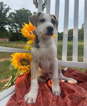 Pistachio -  Mixed Breed Dog Available for Adoption in Okemah, Oklahoma - Pistachio | PetCurious