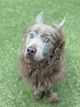 Russell -  Mixed Breed Dog for Adoption in Bellevue, Washington - Russell | PetCurious