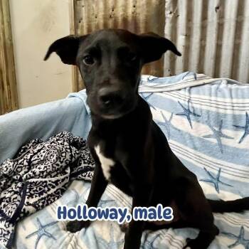 Rescue Black Labrador Retriever Dogs for Adoption in Brewton, Alabama - Holloway | PetCurious