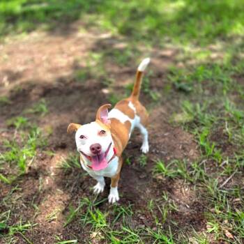 Scooby-Doo -  Mixed Breed Dog for Adoption in Port Charlotte, Florida - Scooby-Doo | PetCurious