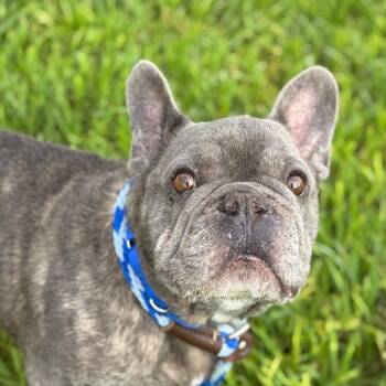 Benjamin -  French Bulldog Dog for Adoption in Goleta, California - Benjamin | PetCurious