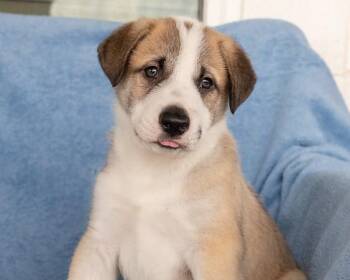 Apelido -  Anatolian Shepherd and German Shepherd Dog Dog for Adoption in Pflugerville, Texas - Apelido | PetCurious