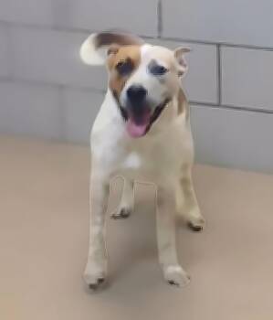 Scribble -  Mixed Breed Dog for Adoption in Nashville, Tennessee - Scribble | PetCurious