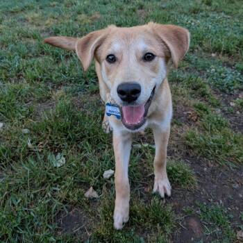 Retriever Dogs Available for Adoption in Wake Forest, North Carolina - Barkson | PetCurious
