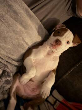 Rescue Pit Bull Terrier Dogs for Adoption in Peotone, Illinois - Peanut | PetCurious