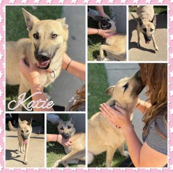 Katie -  Shepherd Dog for Adoption in Fort Smith, Arkansas - Katie | PetCurious