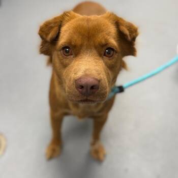 Chipmunk -  Mixed Breed Dog for Adoption in Sarasota, Florida - Chipmunk | PetCurious