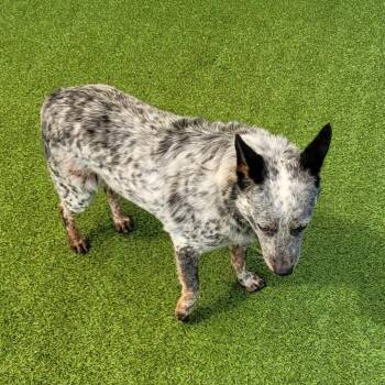 Panda 6201 -  Australian Cattle Dog Blue Heeler Dog for Adoption in Loxahatchee Groves, Florida - Panda 6201 | PetCurious