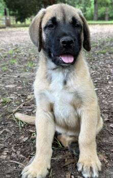Bandit -  Mastiff and Boxer Dog for Adoption in Hortense, Georgia - Bandit | PetCurious