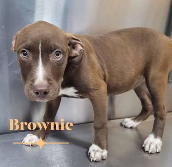 Brownie -  Pit Bull Terrier Dog for Adoption in Carmel Hamlet, New York - Brownie | PetCurious
