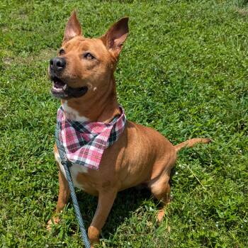 Rescue Terrier Dogs for Adoption in Angleton, Texas - Honey | PetCurious