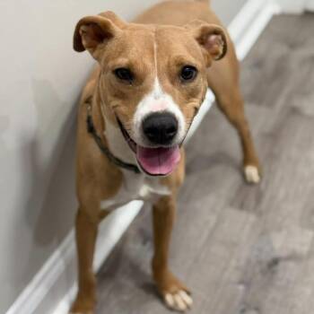 Tommy -  Pit Bull Terrier and American Staffordshire Terrier Dog for Adoption in Philadelphia, Pennsylvania - Tommy | PetCurious
