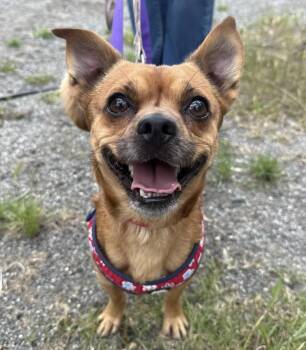 Mixed Breed Dogs Available for Adoption in Davis, California - Shorty | PetCurious