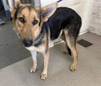 TUCKER -  German Shepherd Dog Dog for Adoption in San Bernardino, California - TUCKER | PetCurious