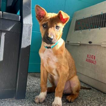 Black Mouth Cur and Mixed Breed Dogs Available for Adoption in Louisville, Kentucky - Jug | PetCurious