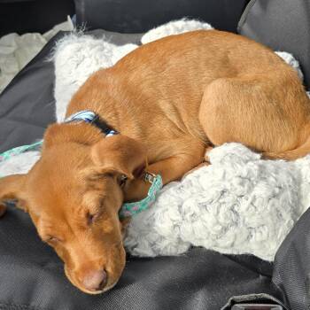 Reed -  Mixed Breed Dog for Adoption in Edwards, Illinois - Reed | PetCurious