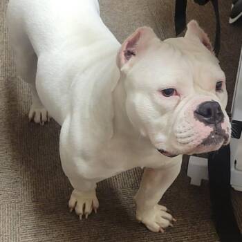 American Bully Dogs Available for Adoption -  Evie | PetCurious