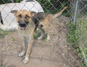 Andy -  German Shepherd Dog Dog for Adoption in Cleveland, Tennessee - Andy | PetCurious