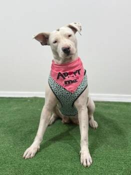 Nanny-One of our Amazing Rescue Dogs -  Pit Bull Terrier and Mixed Breed Dog for Adoption in Carlsbad, California - Nanny-One Of Our Amazing Rescue Dogs | PetCurious