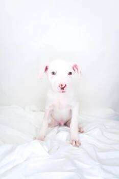 Alligator -  Australian Cattle Dog Blue Heeler Dog for Adoption in Bixby, Oklahoma - Alligator | PetCurious