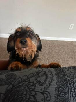 Isabella -  Dachshund Dog for Adoption in Garland, Texas - Isabella | PetCurious