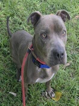 SCOOB -  American Staffordshire Terrier Dog for Adoption in Fort Lauderdale, Florida - SCOOB | PetCurious