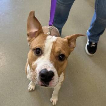 Mixed Breed Dogs Available for Adoption in Merriam, Kansas - Bruno | PetCurious