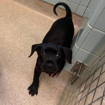 Magi -  Mixed Breed Dog for Adoption in Springboro, Ohio - Magi | PetCurious