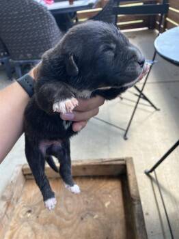 STEVE -  Mixed Breed Dog for Adoption in Dallas, Texas - STEVE | PetCurious