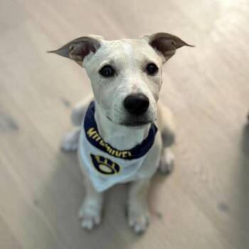 Cider -  Shepherd and Labrador Retriever Dog for Adoption in Cedarburg, Wisconsin - Cider | PetCurious